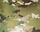 Multicam